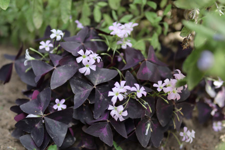 Cute flowers with small flower heads and dark purple leaves in a garden on a sunny summer dayの写真素材