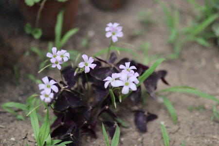 Beautiful violet flowers with small flower heads and dark purple leaves in a garden on a sunny summer dayの写真素材