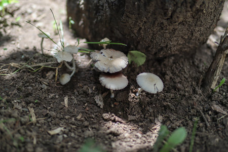 White forest mushrooms grow under a tree in the shade of a summer day in the forestの写真素材