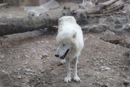 Belgrade, Serbia - June 25, 2021 the White wolf in a cage, looking through the protective glass in Belgrade zoo on a summer dayのeditorial素材