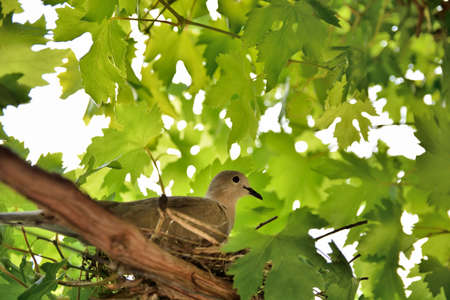 A hidden dove lies in a nest on eggs in a vineyard on a sunny summer day. Bird and animal conceptの写真素材