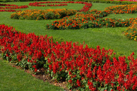 Beautiful red summer flowers in the garden on a sunny summer dayの写真素材