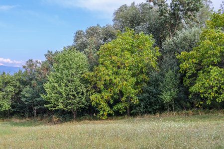 Walnut trees at the entrance to the forest on a sunny autumn day. Natural background with copy space