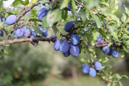Blue ripe plums on a tree branch in an orchard on a sunny summer day. Close up, selective focus and copy spaceの写真素材