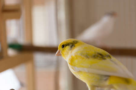 Close up of yellow canary with dark pattern in a cage. Pet and animal concept. Close up, selective focus and copy spaceの写真素材