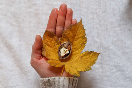 The female hand holds a yellow fallen leaf and half a walnut in a shell. Autumn season concept. Close up, selective focusの写真素材