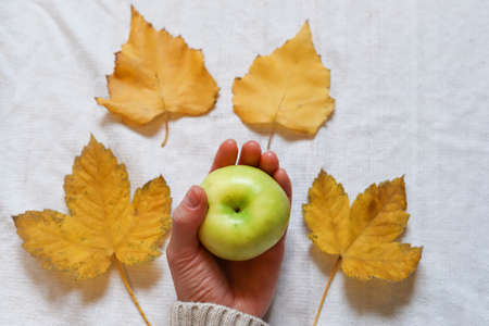 Female hands holding green apple on white background with yellow fallen leaves. Autumn season concept. Close up, selective focusの写真素材