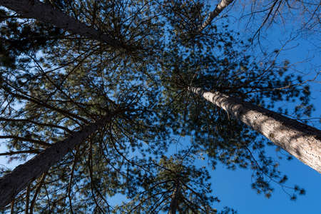 Trunks of high pine trees, stretch up into the sky on a sunny day in the forest. Natural background conceptの写真素材