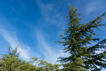 Top of fir tree and interesting white clouds on the blue spring sky in nature. Natural background and wallpaper concept. Close upの写真素材