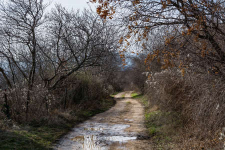 The dirty road after rain with puddles passes through the woods on an early spring dayの写真素材