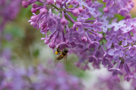 Honey bee collecting pollen on a lilac flower in the garden on a sunny spring day. Close up, selective focus and copy spaceの写真素材