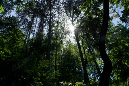 Sun light rays coming trough the trees silhouettes in the deep forest. Beautiful nature scene on...