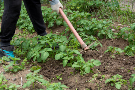 Close up of green young plants of potato and farmer working with a hoe on a potato field in spring...