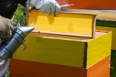 Professional beekeeper in protective workwear inspecting honeycomb frame at apiary on a sunny spring...