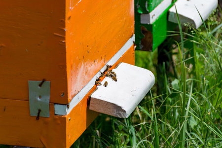 The bees fly in and out of the hive through a small hole in the hive on a sunny spring day in an...