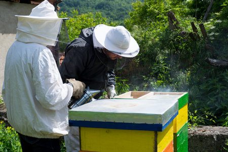 Beekeepers with protective workwear in an apiary inspect the bees in the hive and smoke them with a...
