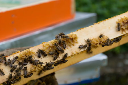 Edge of hive frame with bees and a built in small honeycomb, on a sunny summer day in an apiary....