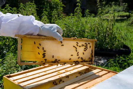 Beekeeper holds bee hive frame in hand full with honey on summer day. Bees capping the honey on a...