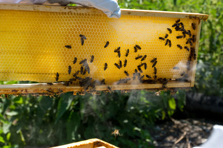 Beekeeper hand holds bee hive frame with honey on summer day. Bees capping the honey on a frame....
