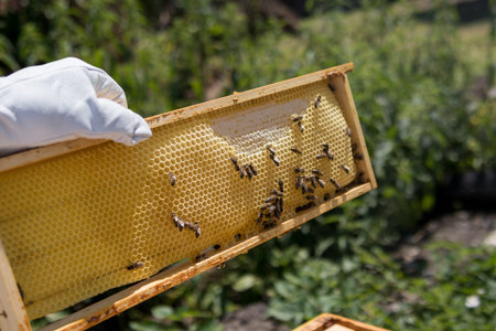 Beekeeper holds bee hive frame in hand with honey and emtpy cell. Bees capping the honey on a frame....