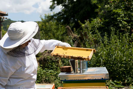 Female beekeepers inspect the bee hive frame on a sunny summer day in an apiary. Beekeeping concept. Close up, selective focusの写真素材