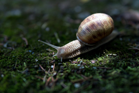 Snail in dark forest crawls on the moss on a summer day. And with the sun shining down as a beam of light on a snail. Animal background. Close upの写真素材