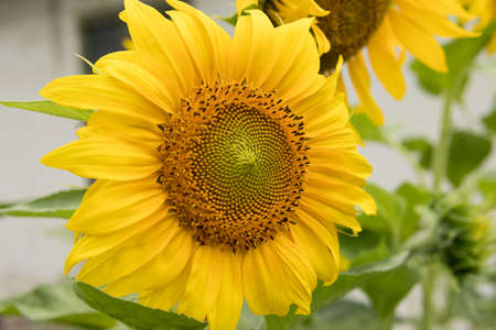 Sunflower on a sunny summer day in an agricultural garden, blurred background. Natural background concept. Close up, selective focus and copy spaceの写真素材