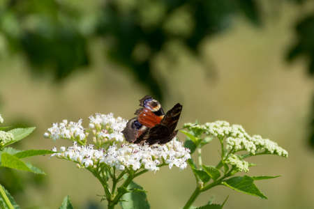 Beautiful peacock butterfly standing on a white flower in nature on a sunny summer day. Wild animal and natural concept. Close up, selective focusの写真素材