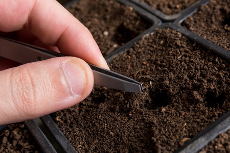 Hand with tweezers sowing lavender Lavandula Officinalis seeds in pots with soil at home. Botanical and gardening concept image. Close upの写真素材