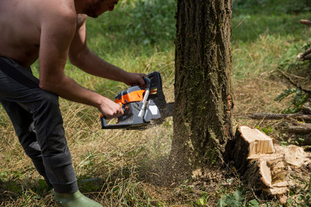 The farmer saws an acacia tree with a chainsaw in the woodland on a summer day. Preparing firewood for the winter. Preparing woods for winter conceptの写真素材
