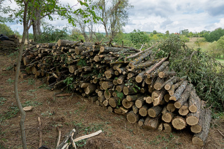 Log trunks pile in the forest on summer day. Panorama of wood trunks timber harvesting in the forest. Preparing firewood for the cold winter conceptの写真素材
