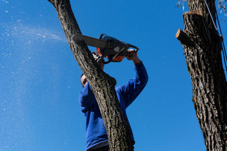 A man cuts a tree with a chainsaw from a height on a sunny autumn day. Blue sky in the background....