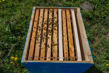 A view from above of an open Dadant Blat beehive with eight frames and a dividing board, with a few...