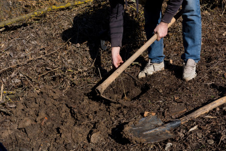 A man is planting a young Evodia tree in his yard on a spring morning. He is placing the tree in a hole he dug with a shovel and mounding soil around it with a hoeの写真素材