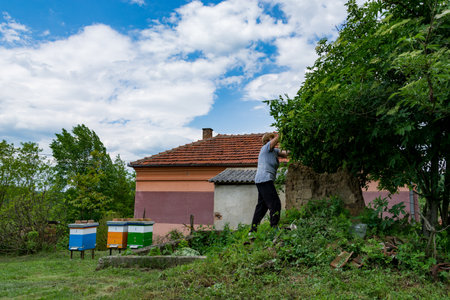 A woman picking elderflower blossoms from a tree in a rural backyard on a sunny spring day, with beehives and bees in the backgroundの写真素材