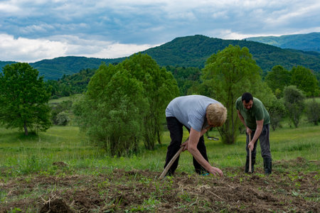 A woman and a man hoeing the field and removing weeds with the help of hoes on a spring day in the countrysideの写真素材