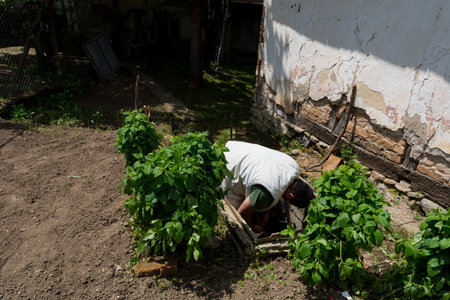 Man in a manhole connecting a water hose for garden irrigation on a spring day in the countrysideの写真素材