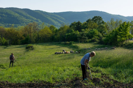 Rural Landscape, woman weeding potatoes with a hoe, man trimming tall grass with a trimmer, and sheep grazing in the meadow during the evening hours of a spring dayの写真素材