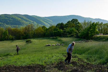 Woman with a hoe weeding potatoes, man in the distance trimming tall grass with a trimmer, and grazing sheep in the background on a spring evening in the countrysideの写真素材