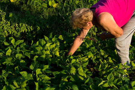 Woman removes weeds around young bean plants in her garden on a sunny summer day in a rural setting. Bathed in golden sunlight, emphasizing agricultural conceptの写真素材
