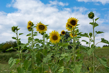 Young sunflowers in a meadow, some blooming, some budding. Blue sky with white fluffy clouds in the background. Natural and agricultural sceneの写真素材