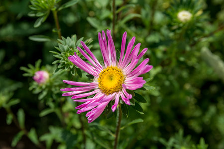 Purple Aster in sunlit garden, soft backdrop. Delicate petals, vibrant yellow center with abundant pollen. Natural background, close-up with selective focus.の写真素材