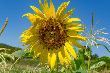 Sunlit sunflower's vibrant petals attracting a swarm of bees for pollen and nectar collection. Blue sky backdrop. Close-up, warm summer day. Agricultural pollination conceptの写真素材