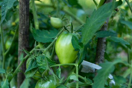 A close up of a young green tomato hanging from the vine in a summer garden. The tomato is organically grown. Agricultural conceptの写真素材