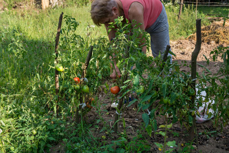 A woman harvests ripe tomatoes from the tomato plant in an organic countryside garden on a sunny summer day. Agricultural conceptの写真素材