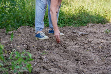 A woman farmer hand planting spinach seeds in her rural garden on a sunny summer day. Agricultural concept, close upの写真素材