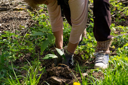Woman planting a young domestic chestnut tree in a treeless area, concept of reforestation and...