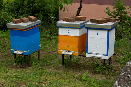 Three Dadant Blatt Beehives in a Backyard on a Spring Day