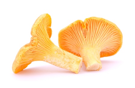 Yellow chanterelle isolated on white backgroundの写真素材