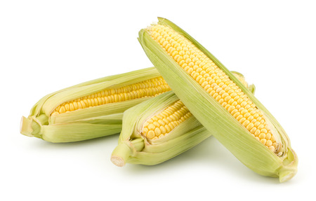 Fresh raw corn cobs isolated on the white backgroundの写真素材